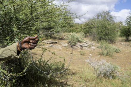 John Ndlovu holds a wire snare of the sort often found on the land, used to trap small game, such as impala 